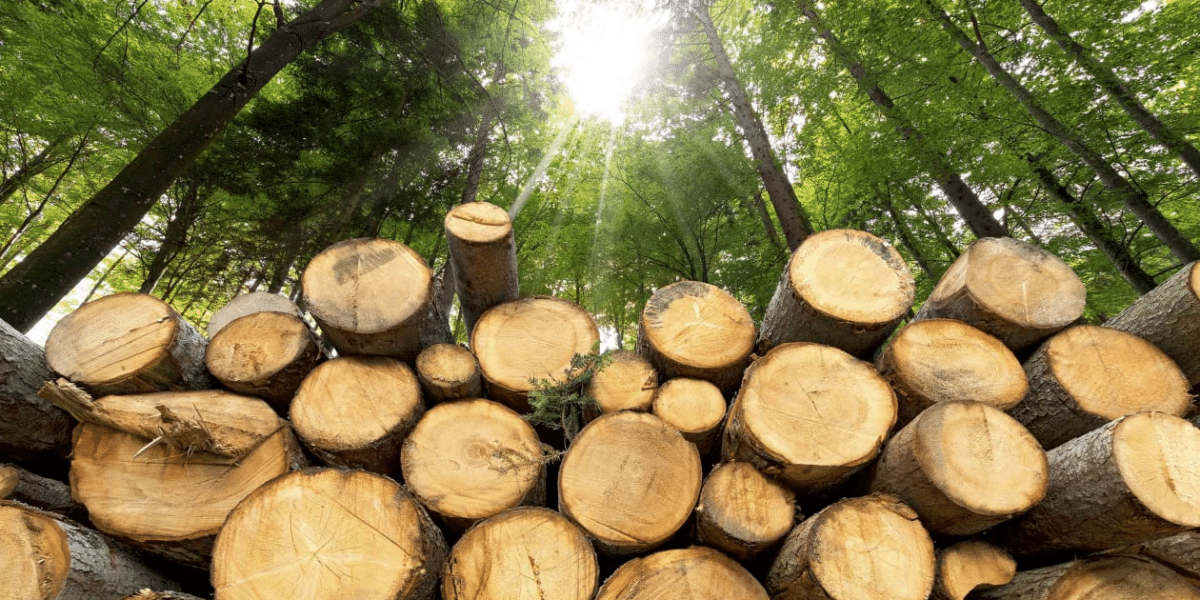 Top 5 Wood ETF and Lumber ETF You Should Watch & Invest in 2022